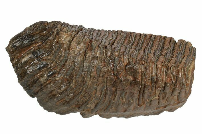 Fossil Woolly Mammoth Molar - Siberia #235036